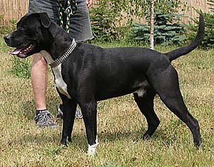 Bild: Tier sucht Mensch (13)
