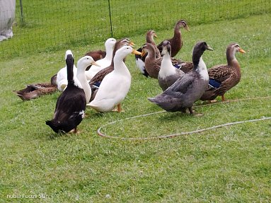 Pommern Enten und Rouen Clair Enten (Foto: )
