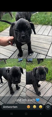 Boxer Franz&ouml;sische Bulldogge Mix  (Foto: )