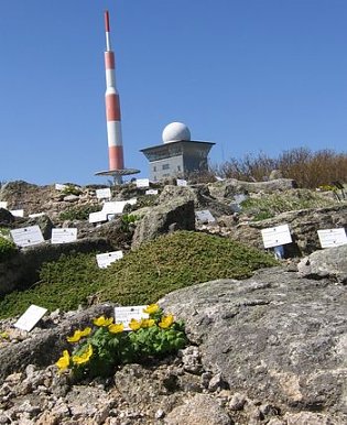 Bild: Brockengarten