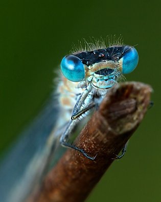 Bild: Libellenaugen