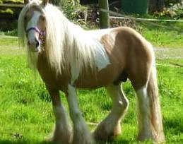 Pferd wird vermisst (Foto: privat)