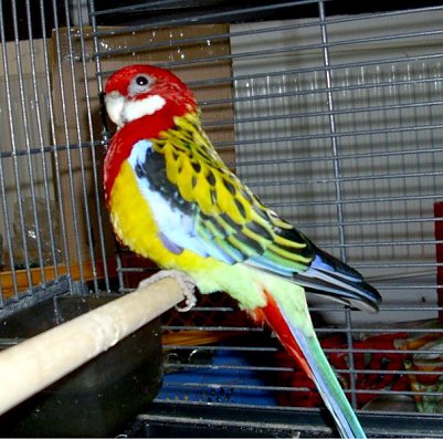 Ausgeflogen (Foto: privat)