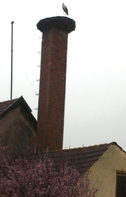 Warten auf Storchenhochzeit (Foto: Junker)