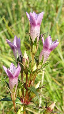 Enzian (Foto: B. Schwarzberg)