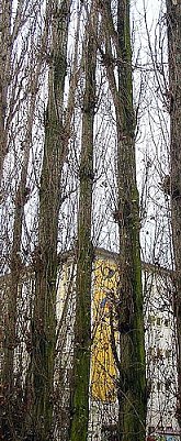 Diskussion &uuml;ber B&auml;ume (Foto: nnz)