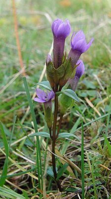 Enzian (Foto: B. Schwarzberg)