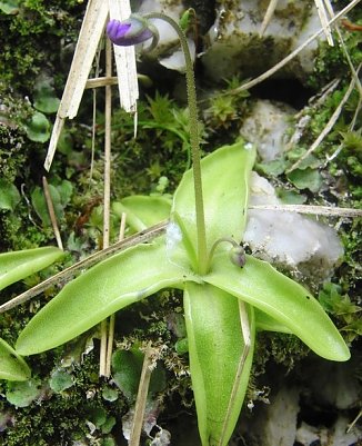 Gips-Fettkraut  (Foto: privat)