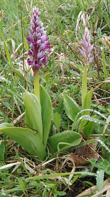 Und so h&auml;tte das Helm-Knabenkraut eigentlich aussehen m&uuml;ssen. (Foto: B. Schwarzberg)