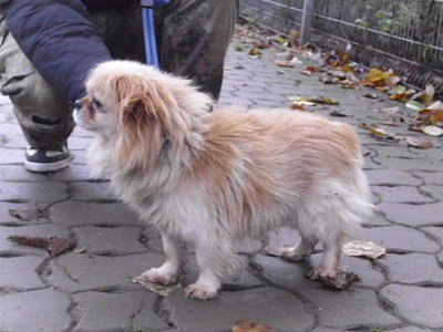 Keks (Foto: C. Knust)