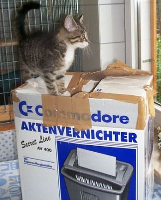 Entsorgt (Foto: Tierheim)