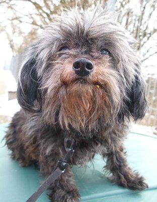 Pflegestelle gesucht (Foto: C. Knust)