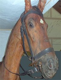 Pferd (Foto: Schlossmuseum Sondershausen)