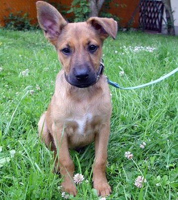 Django (Foto: C. Knust)