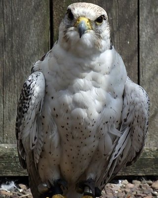 "Geliebte" (Foto: Kurt Frank)