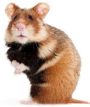 Hamster (Foto: Deutsche Wildtier Stiftung / I. Arndt)