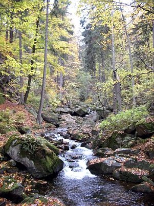 Frank Steingass, Nationalpark Harz (Foto: Unser Harz)