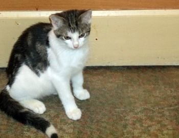 Napoleon (Foto: C. Knust)