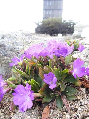 Die Primel Primula wulfeniana im Brockengarten. (Foto: Dr. Karste)
