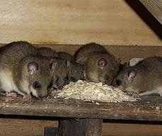 Die Siebenschl&auml;fer sind wieder da (Foto: Familie Drechsler)