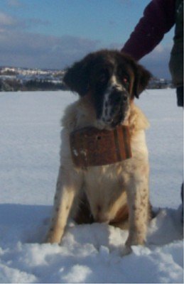 tier der woche (Foto: tierheim)