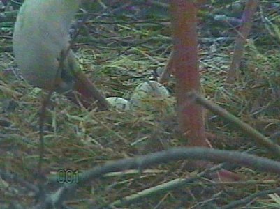 Neues aus dem Nest (Foto: Gemeinde)