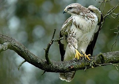 M&auml;usebussard (Foto: privat)