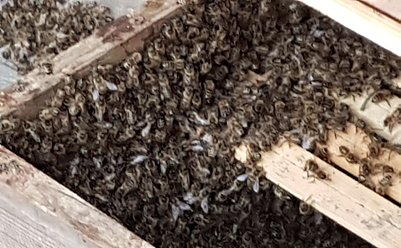 Von den Bienen geht keine Gefahr aus - nur ruhig sollte man sich verhalten (Foto: privat)