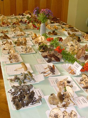 &Ouml;ffentliche Ausstellungen helfen, Speisepilze richtig zu erkennen (Foto: Kurt Frank)