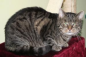 Herrchen gesucht (Foto: rh)