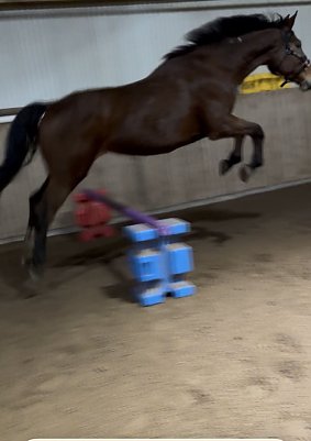 Springpferd (Foto: )