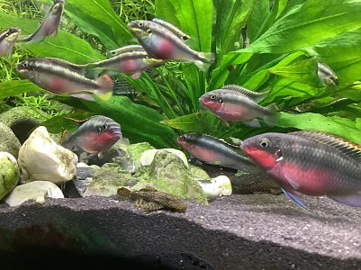 Barsche mit Wels (Foto: )