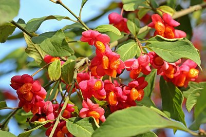 sehr sch&ouml;n! (Foto: )