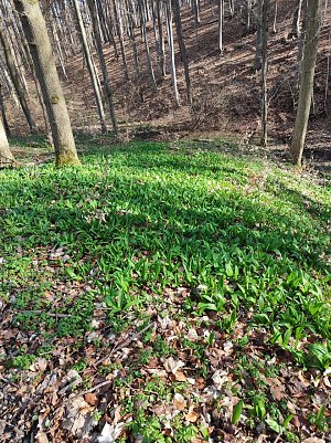 B&auml;rlauch  (Foto: )