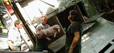 Schweinerei (Foto: nnz)