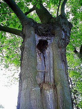 Jetzt wird ausgelichtet (Foto: nnz)