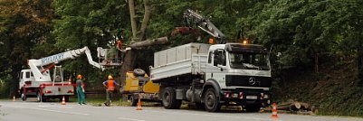 B&auml;ume m&uuml;ssen weichen (Foto: nnz)