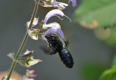Blaue Holzbiene (Foto: Klaus Schmidt/NABU Th&uuml;ringen)