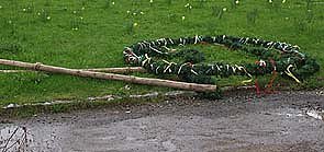 Schrecklich: Maibaum geklaut (Foto: nnz)