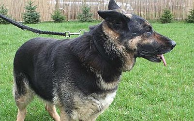 Tier sucht Mensch (2) (Foto: nnz)