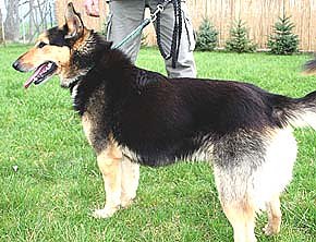 Tier sucht Mensch (4) (Foto: nnz)