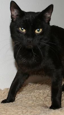 Tier sucht Mensch (18) (Foto: nnz)