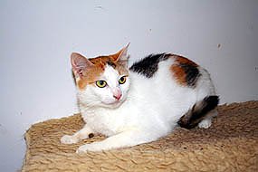 Tier sucht Mensch (19) (Foto: nnz)