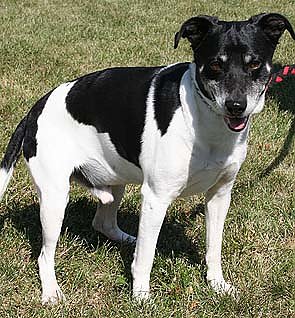 Tier sucht Mensch (20) (Foto: nnz)