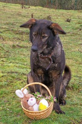 Tac hat sich schon vorbereitet (Foto: Tierheim)