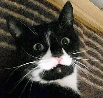 Angefahren (Foto: Tierheim)