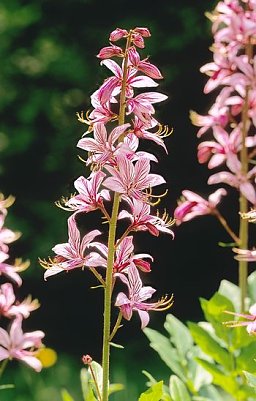 Wundersch&ouml;ne Aufnahmen (Foto: privat)