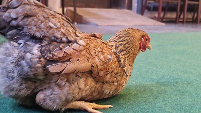 Zun&auml;chst hatte Henriette ein wenig Lampenfieber... (Foto: agl)