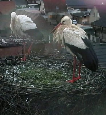 Auch der zweite Storch sitzt ab und zu im Nest. (Foto: Andreas Rezhak)