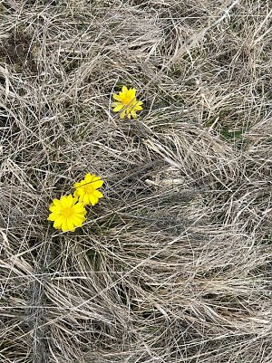 H&uuml;bsche Blumen entdecken die Wanderer entlang der Strecke. (Foto: Andreas Krumpholz)